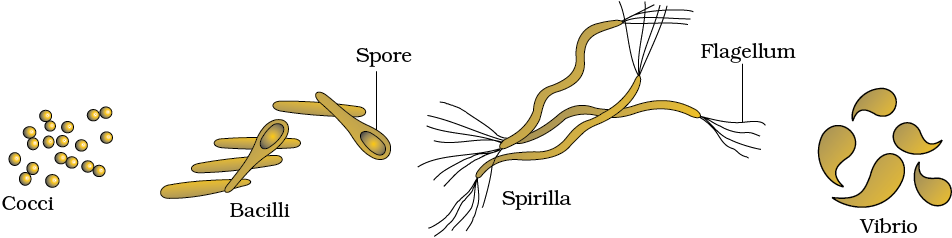 diagrams of bacteria shapes rod shaped