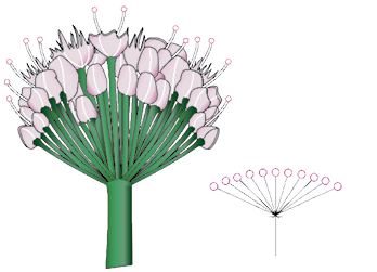 洋書 MORPHOLOGY OF PLANTS Kaplan's Principles of Plant Morphology | NHBS Academic