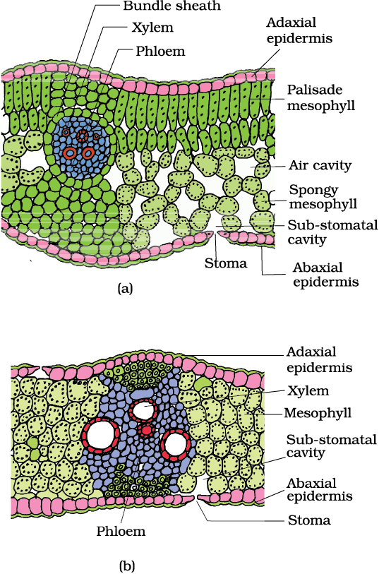 monocot-stem-cross-section-monocot-root-cross-section-structure-with