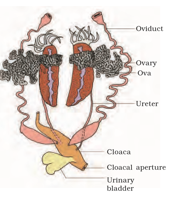 NCERT Ebook for Structural Organisation in Animals - Structural