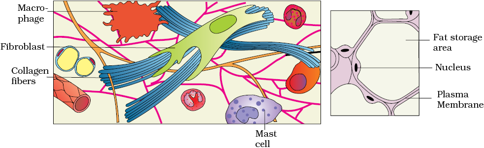 loose adipose tissue