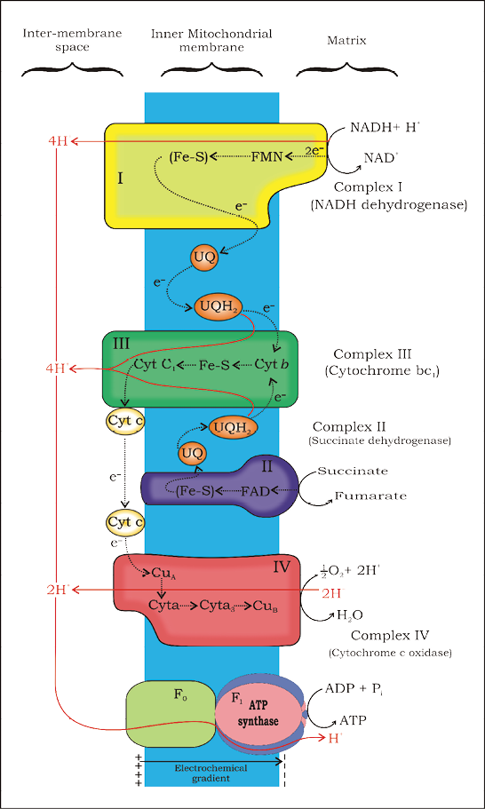 Electron Transport Chain Download Scientific Diagram vrogue.co
