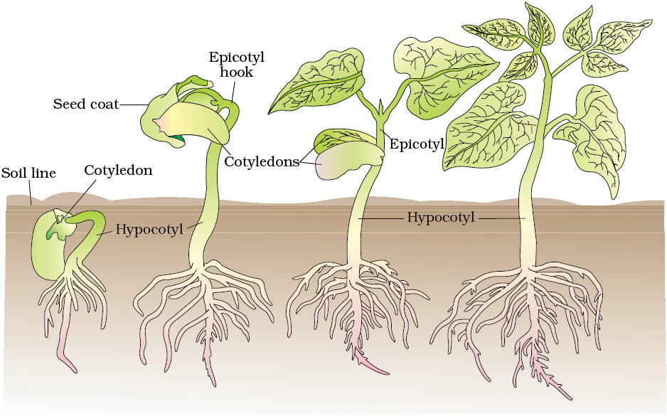 Почему рост и развитие взаимосвязаны 6 класс. Growth and Development. Plant Biology. Germination Biology. Развитие растений гифка.