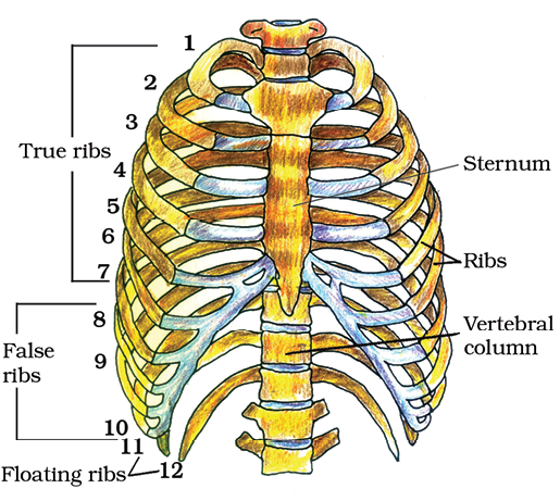 Pelvic Girdle - Definition and Functions of Pelvic Girdle - NEET Zoology XI  