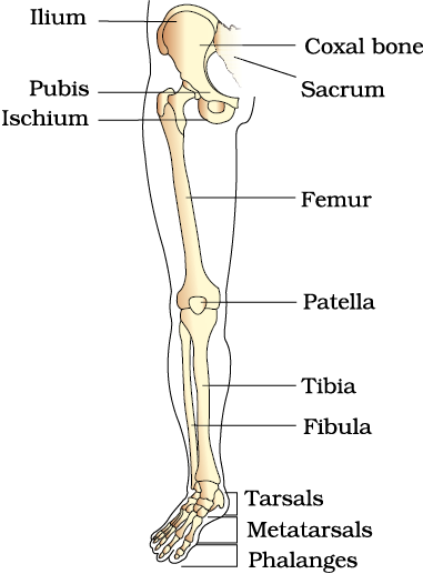 Pelvic Girdle - Definition and Functions of Pelvic Girdle - NEET Zoology XI  