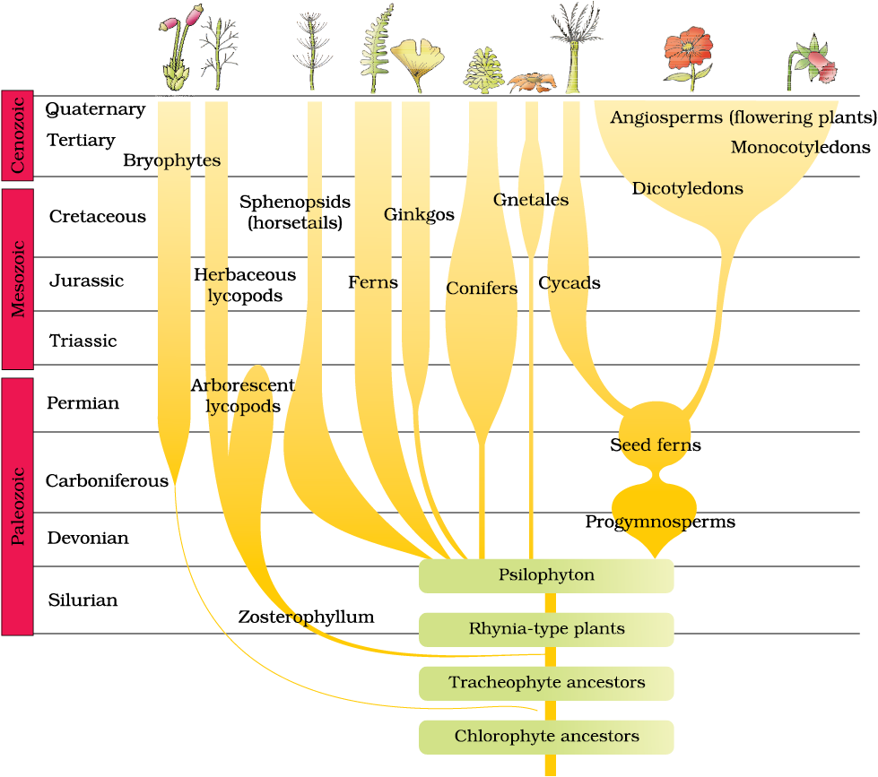 Plant 3 forms. The Evolution of Plants. Дерево эволюции диаграмма. Игра Эволюция растения. Evolution & classification of Life.