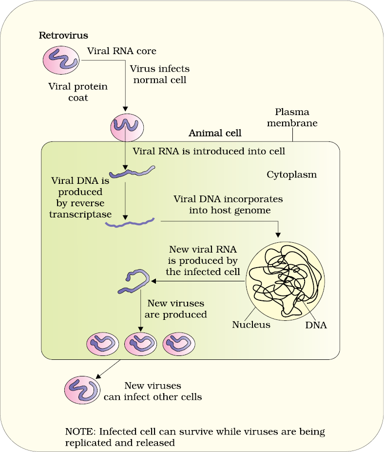 retrovirus life cycle