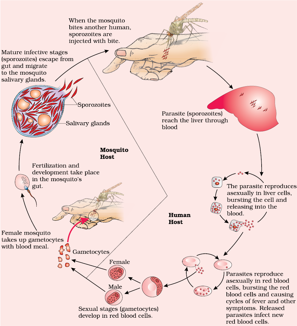 Life Cycle Of Plasmodium Ncert