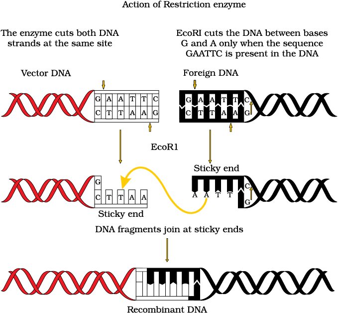 why-are-restriction-enzymes-important-for-recombinant-dna-technology