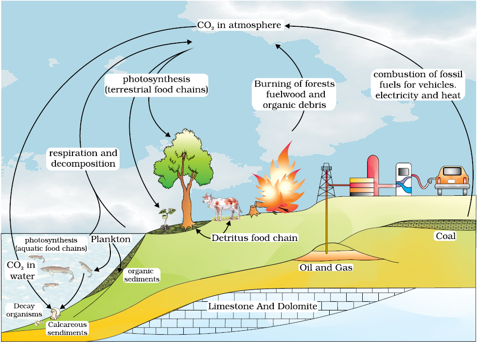 NCERT Section